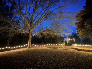 Riegel-Hall-backyard-accent-lights